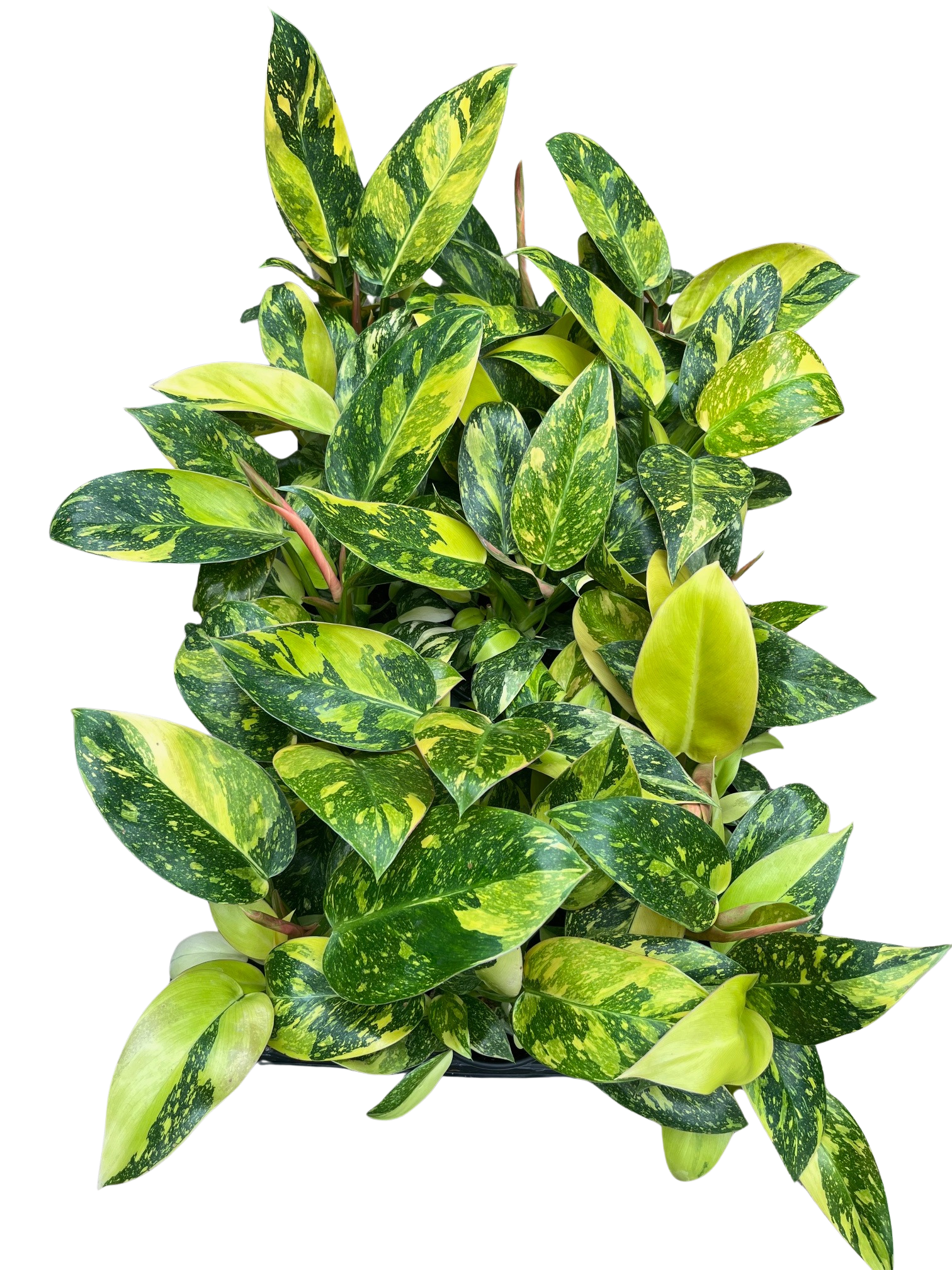 Rare Variegated Green Congo Nuclear Philodendron - 4" Pot - Collector's  Series - Hirt's Gardens