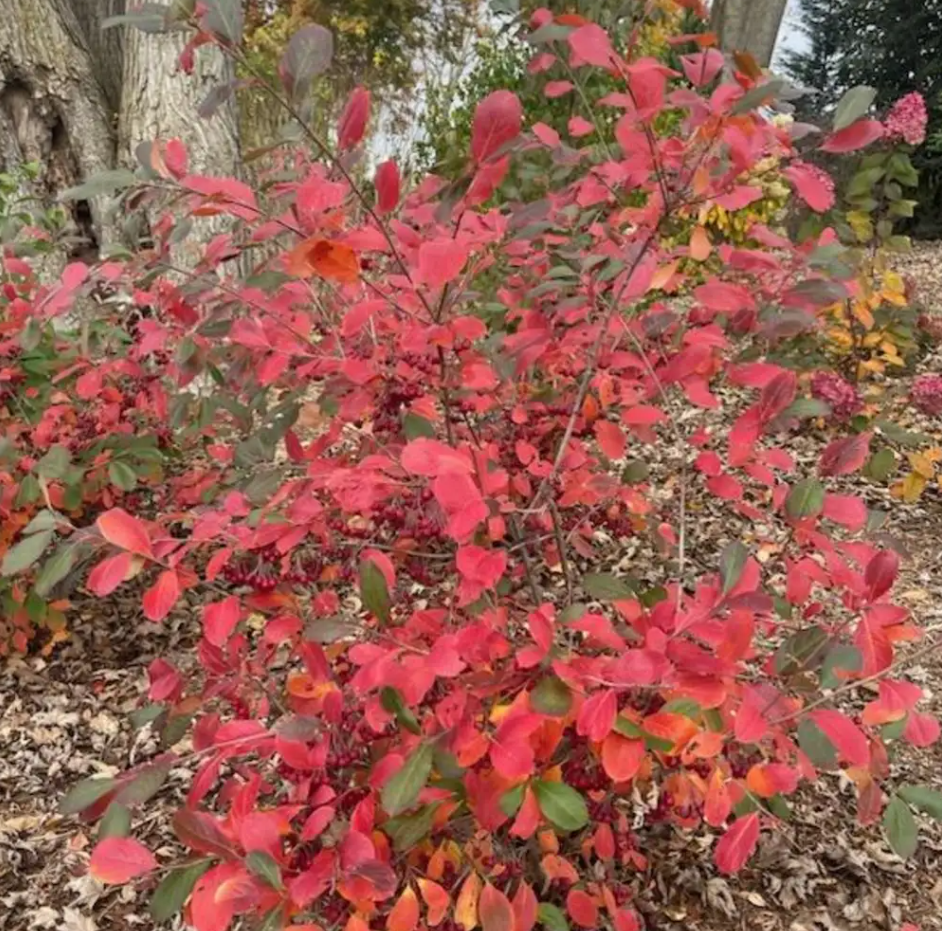 BERRY SCAPE® Chokeberry - 4