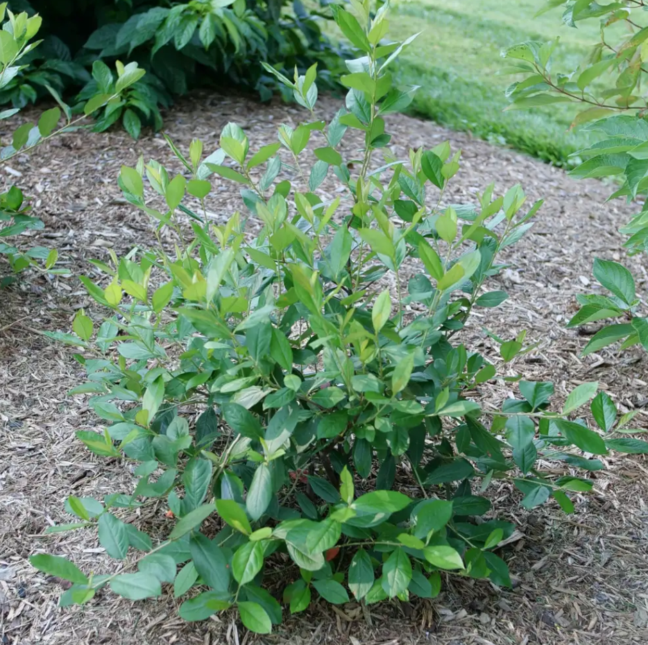 ALLIANCE,新品未開封,AOR,メロハー,ROBERT BERRY Frontier Co-op Aronia Berries, Organic 1 lb. | Frontier Co-op