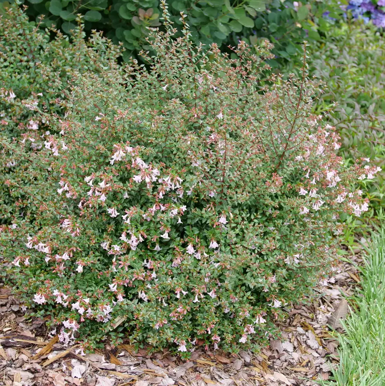 PINK PIÑATA™ Abelia - 4