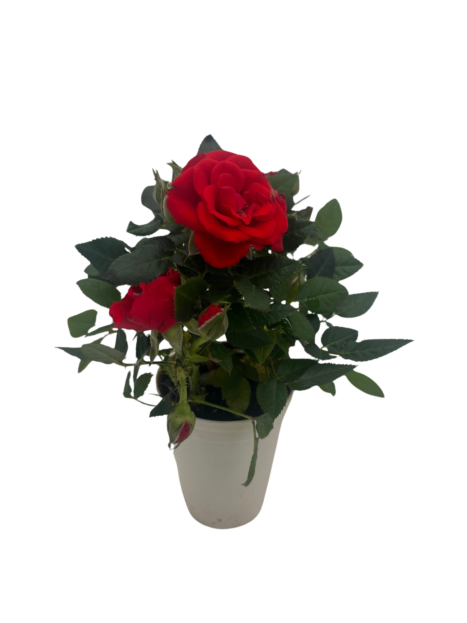 Tiny Blooms Big Love Red Mini Rose -2.5