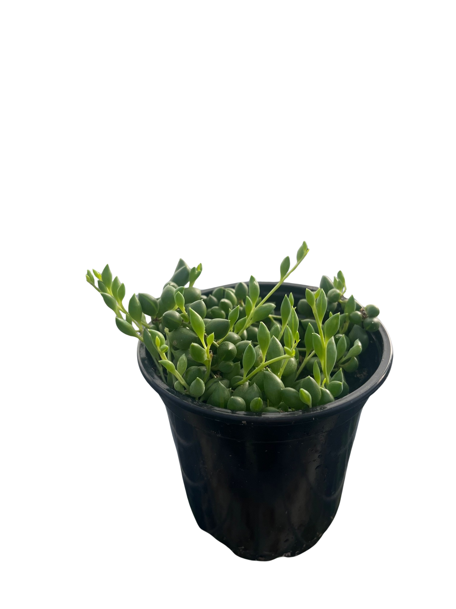 String of Pearls - Senecio rowleyanus - Succulent - 4" Pot - Hirt's Gardens