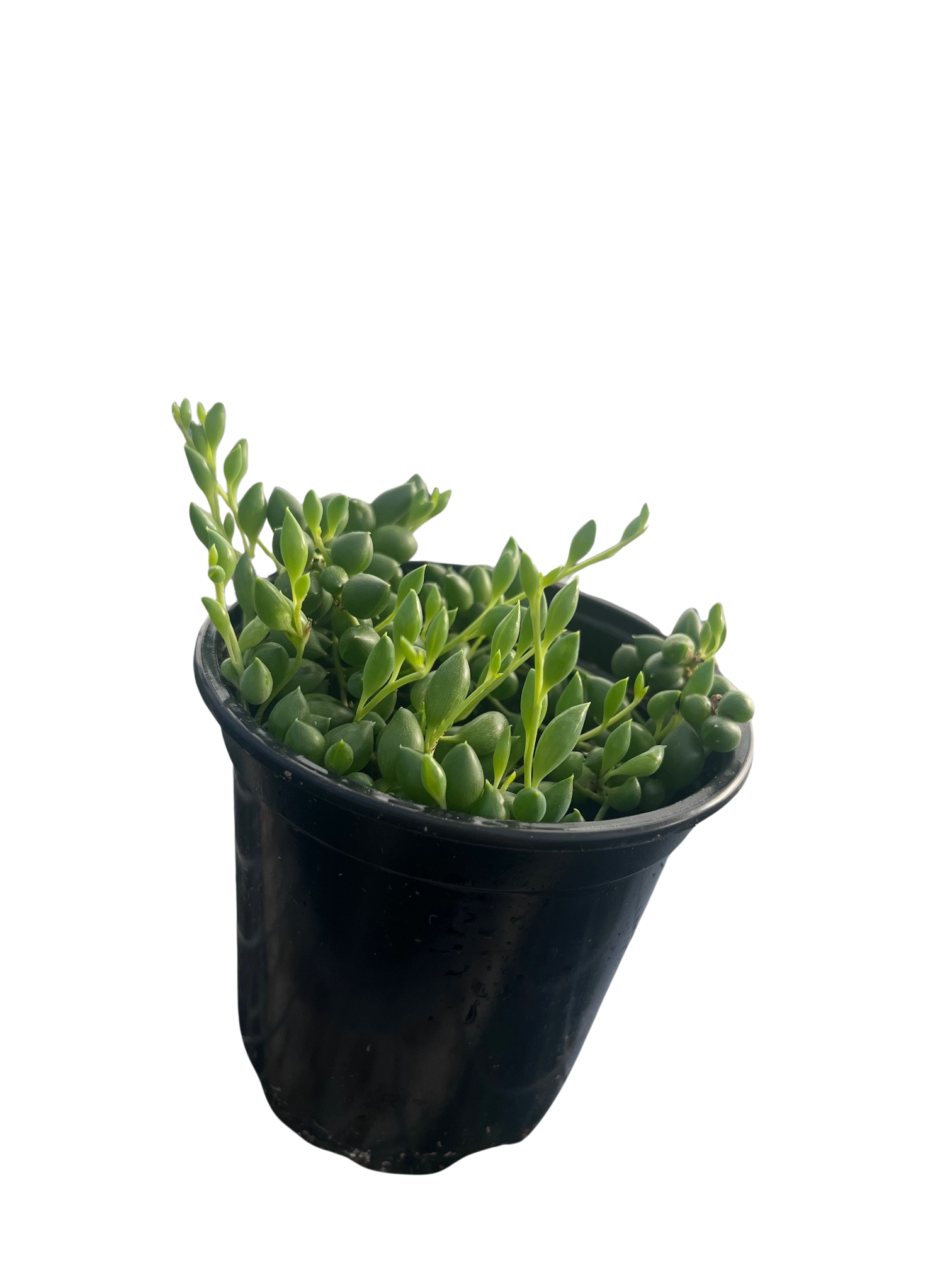 String of Pearls - Senecio rowleyanus - Succulent - 4" Pot - Hirt's Gardens