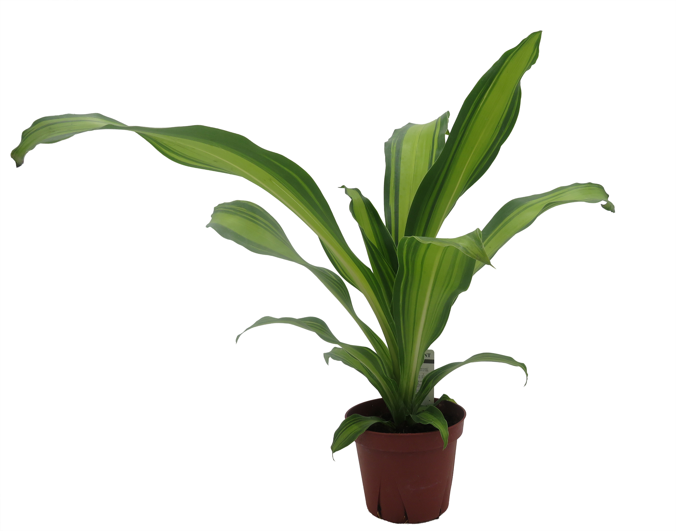 Marley Dragon Tree - Dracaena - Houseplant - 4" Pot - Hirt's Gardens