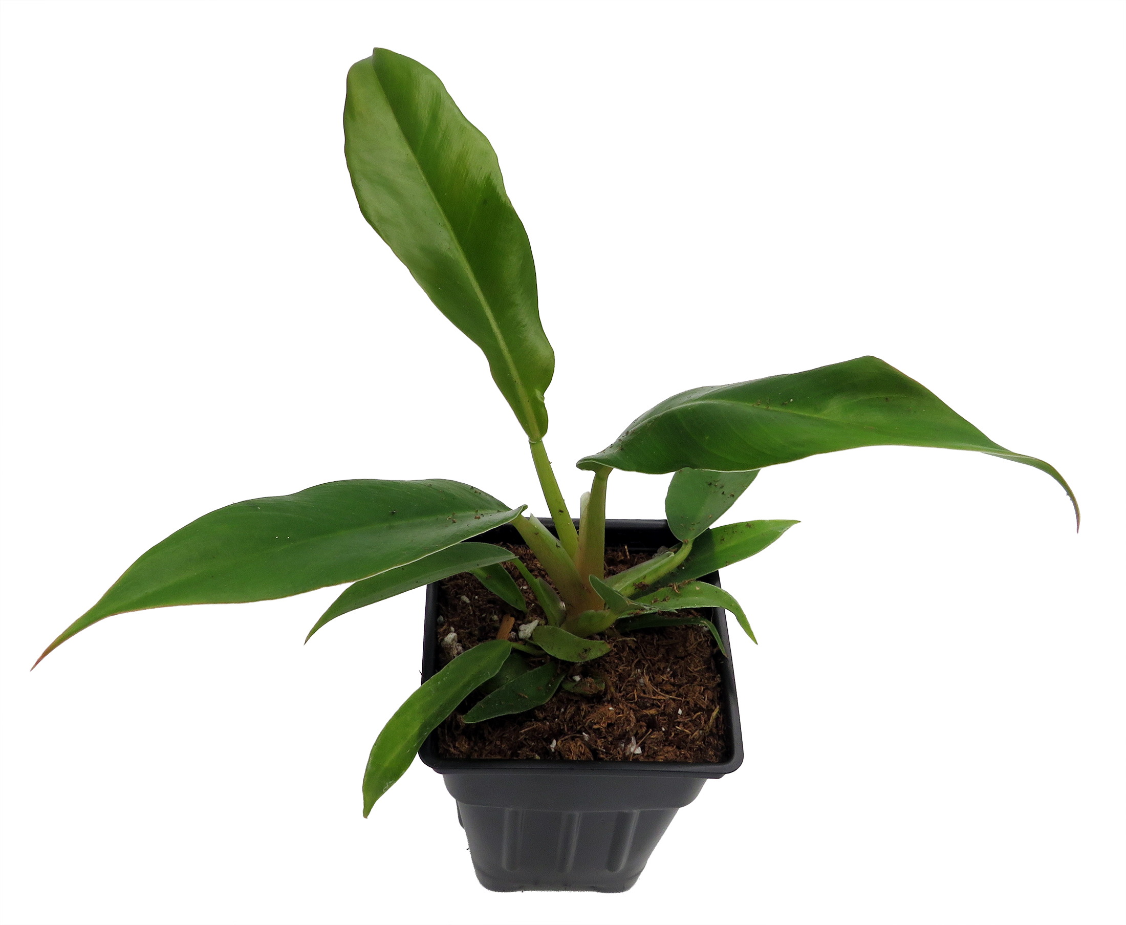 choco empress philodendron *RETAIL