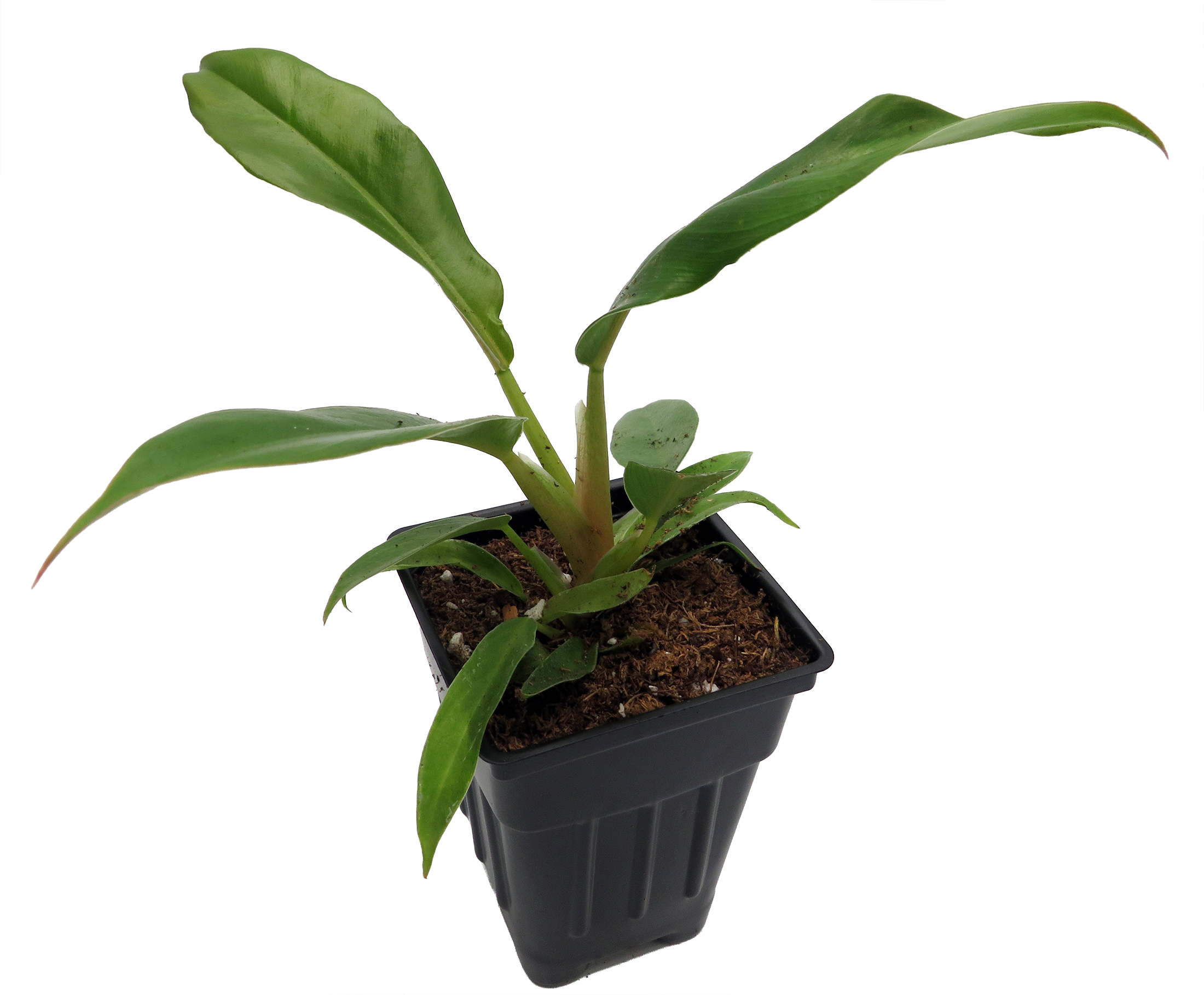 Jungle Boogie Philodendron- 2.5" Pot