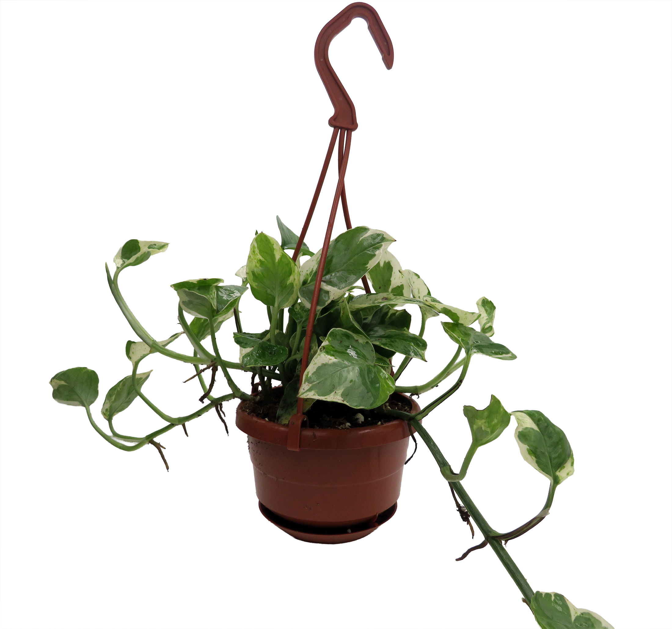 N Joy Pothos - Epipremnum aureum - 4" Hanging Basket - Hirt's Gardens