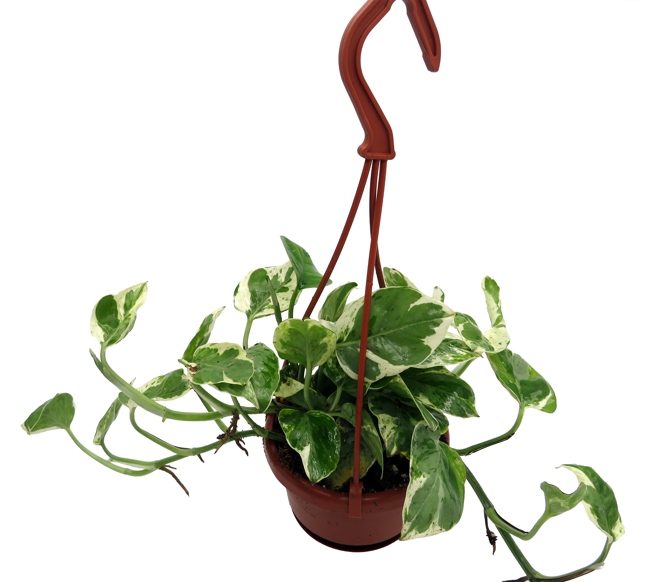 N Joy Pothos - Epipremnum aureum - 4" Hanging Basket - Hirt's Gardens