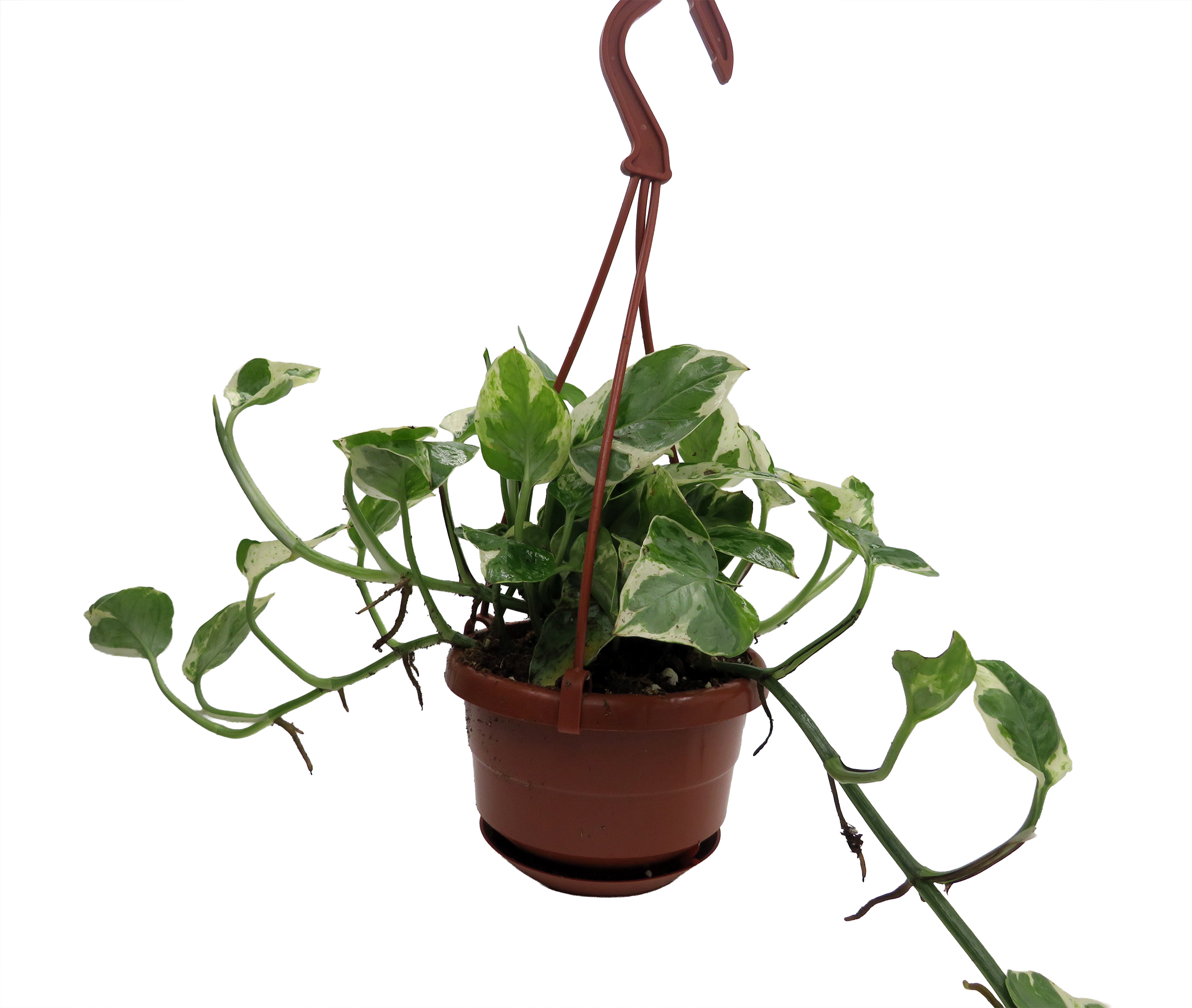 N Joy Pothos - Epipremnum aureum - 4" Hanging Basket - Hirt's Gardens