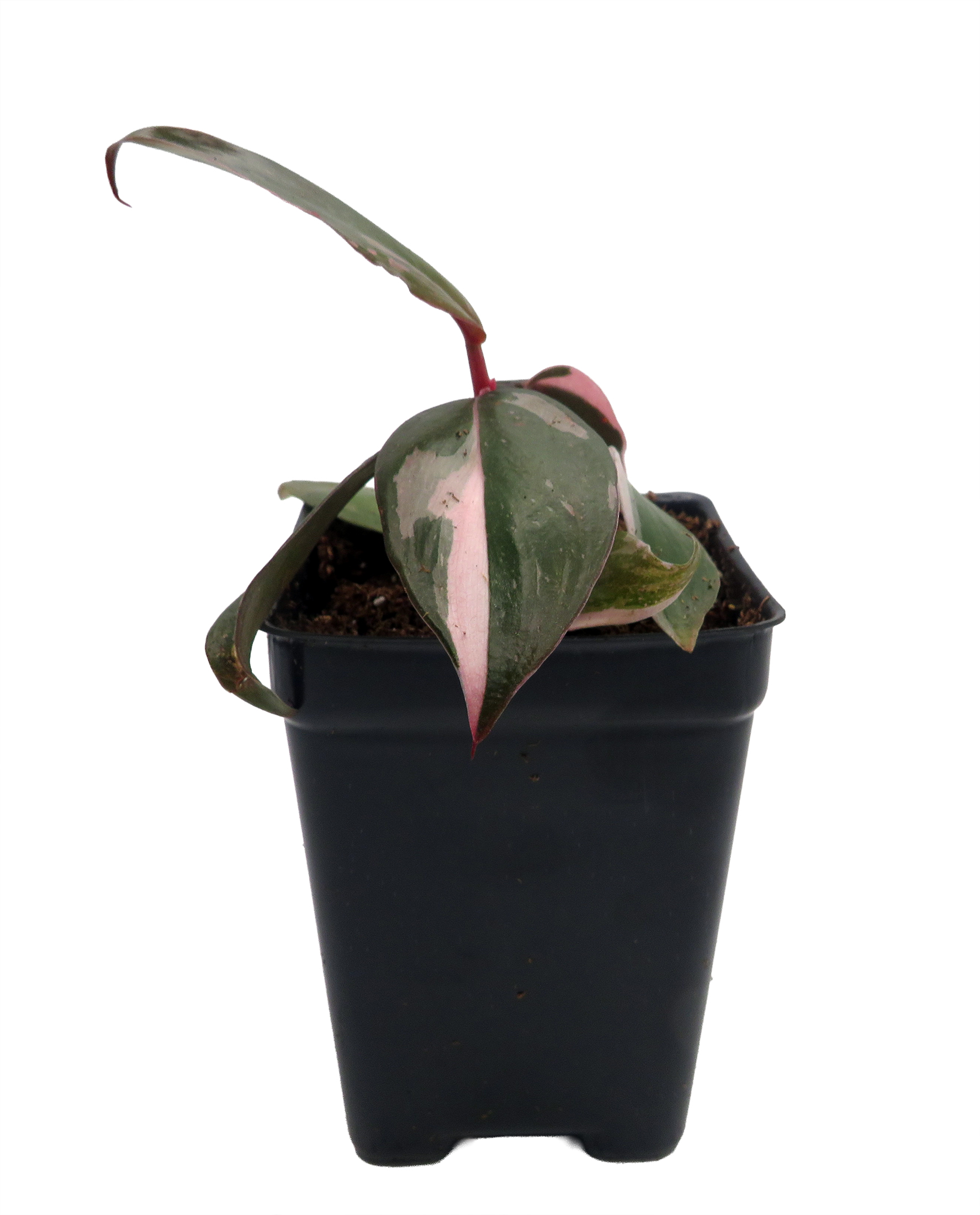Rare Pink Princess Philodendron - 2.5" Pot - Collector's Series
