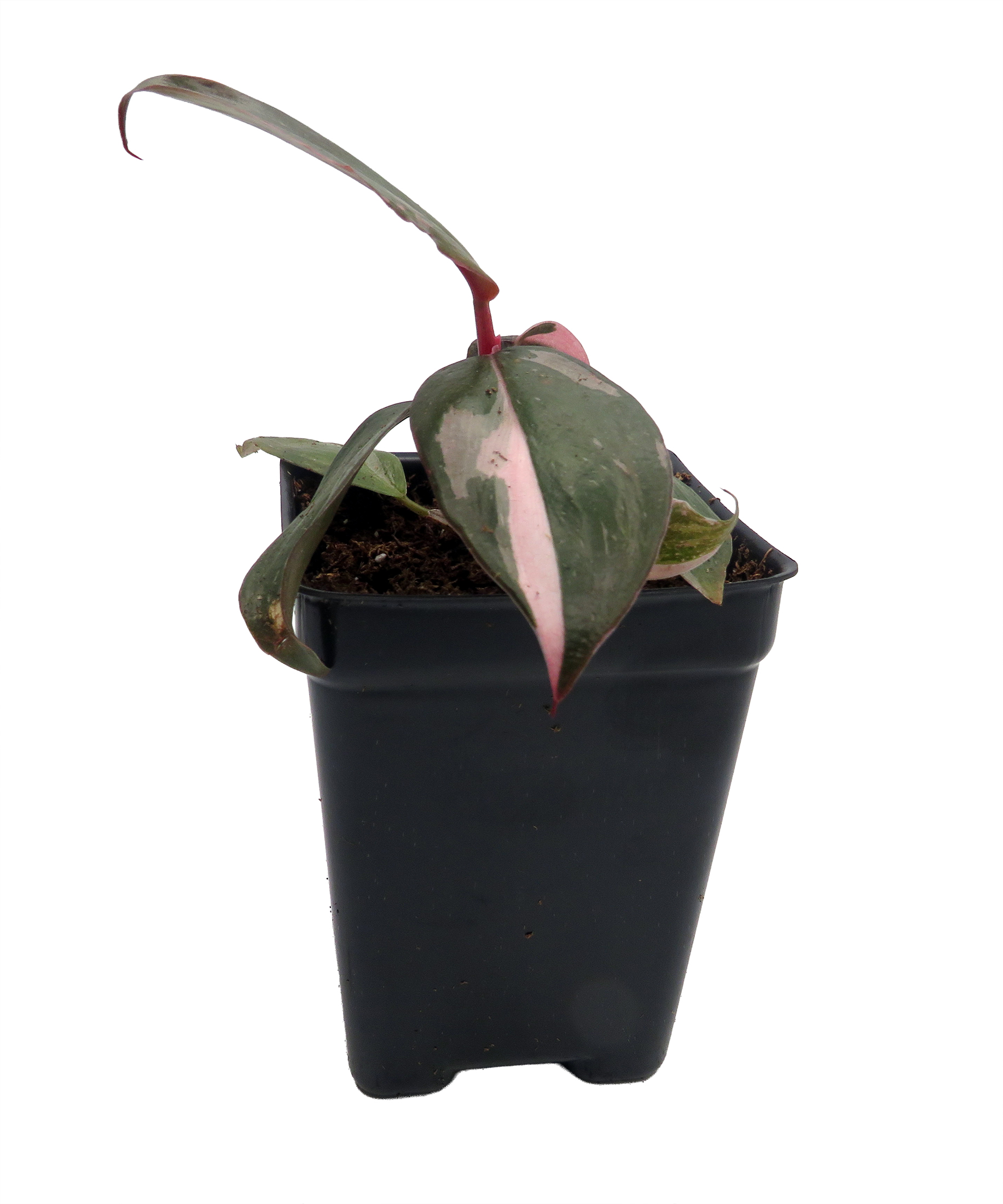 snake plant with stand Snake Plant-Sansevieria 'Laurentii'