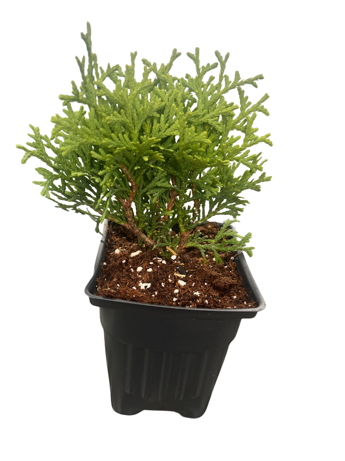 タビビトノキ④ Thuja_occidentalis_Piccadilly_