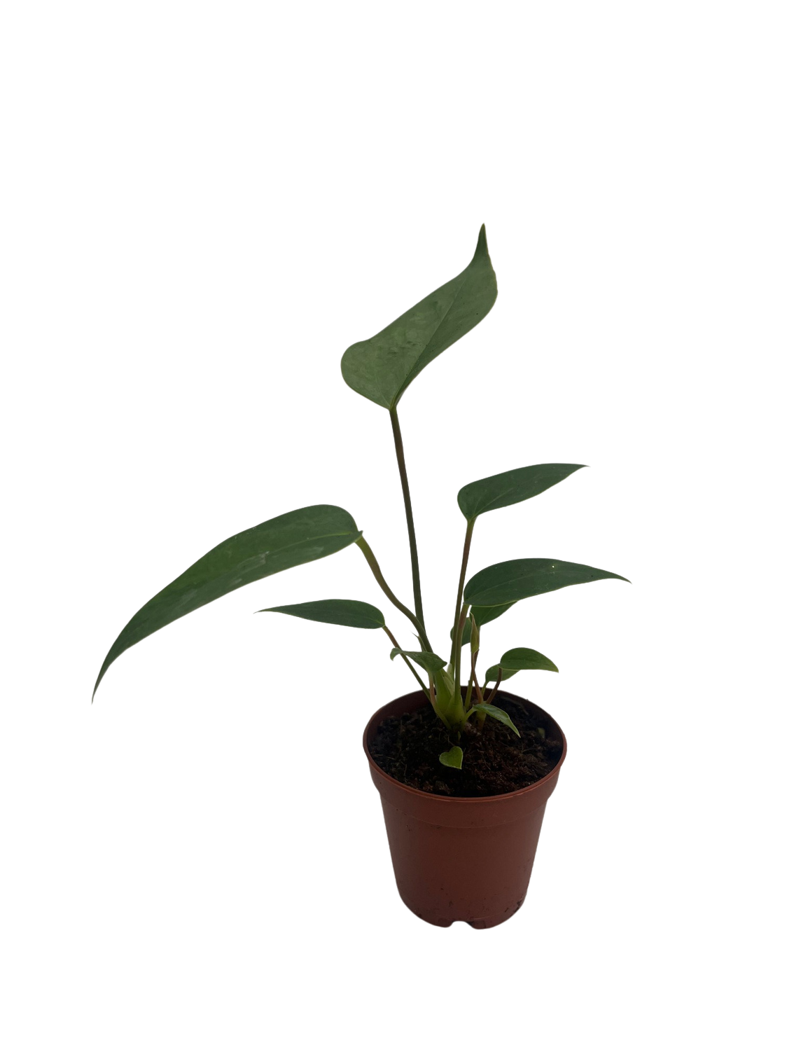 Flowering Flamingo Miniature Anthurium - 2" Pot - Hirt's Gardens