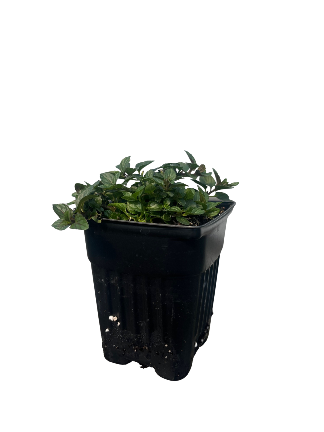 Candy Mint - 3" Pot - Grow Indoors or Out - Live Plant