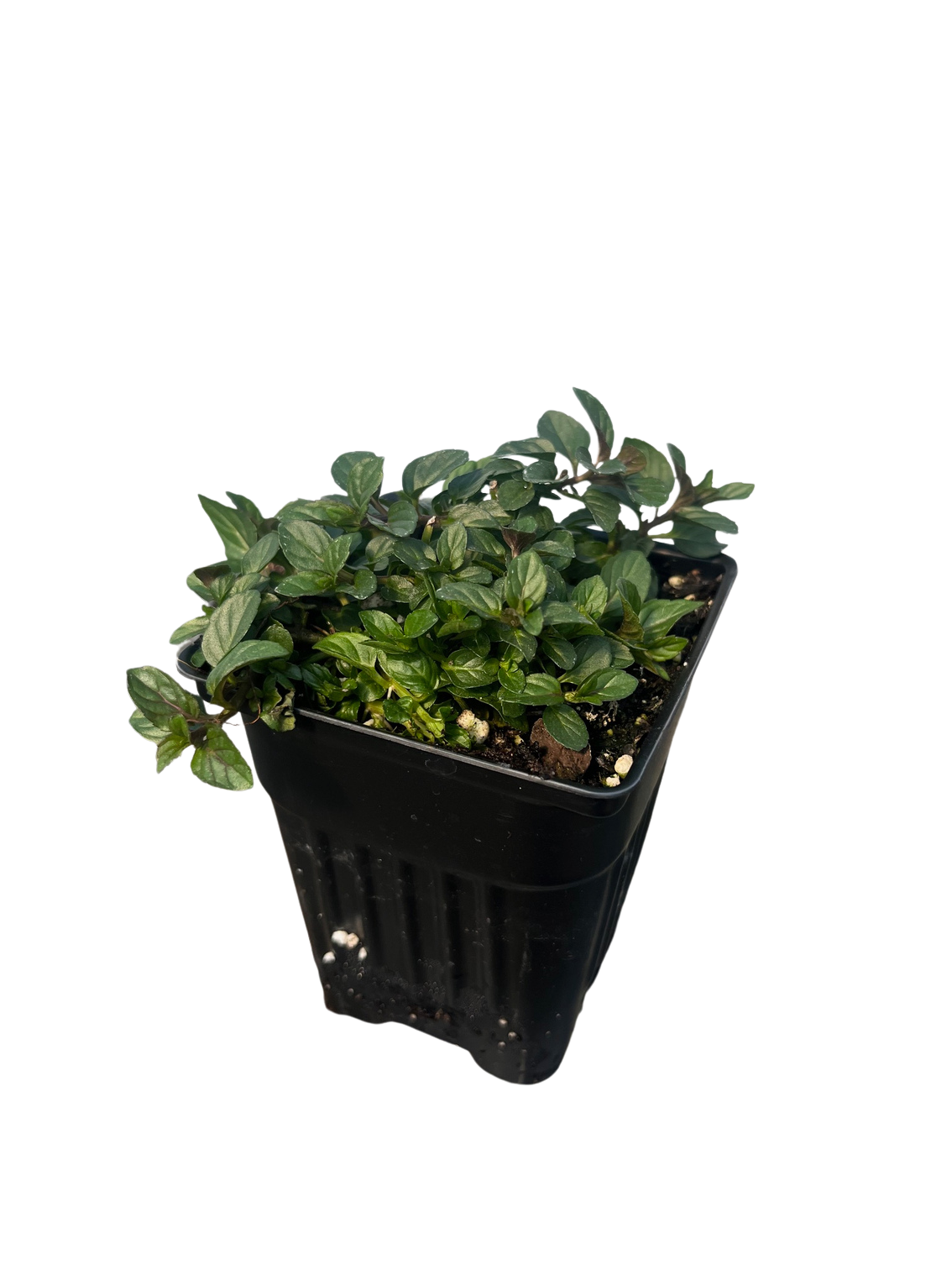 Candy Mint - 3" Pot - Grow Indoors or Out - Live Plant - Hirt's Gardens