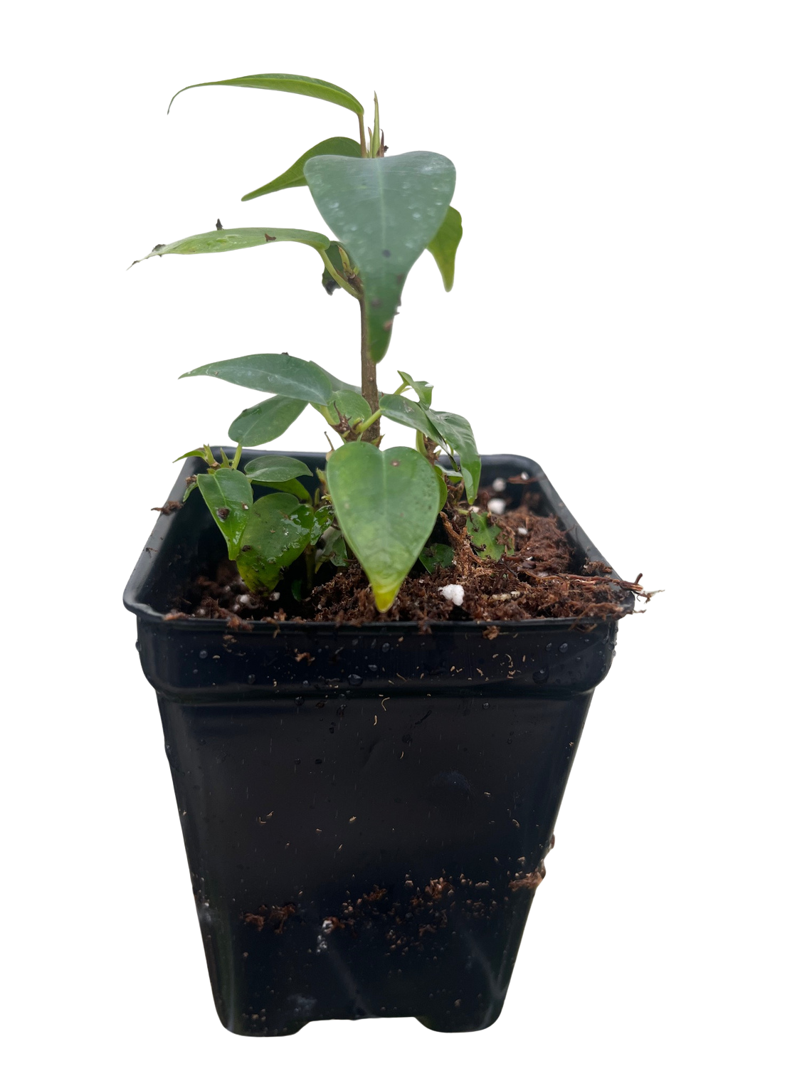 Spire Columnar Weeping Fig Tree - 2.5" Pot - Ficus benjamina