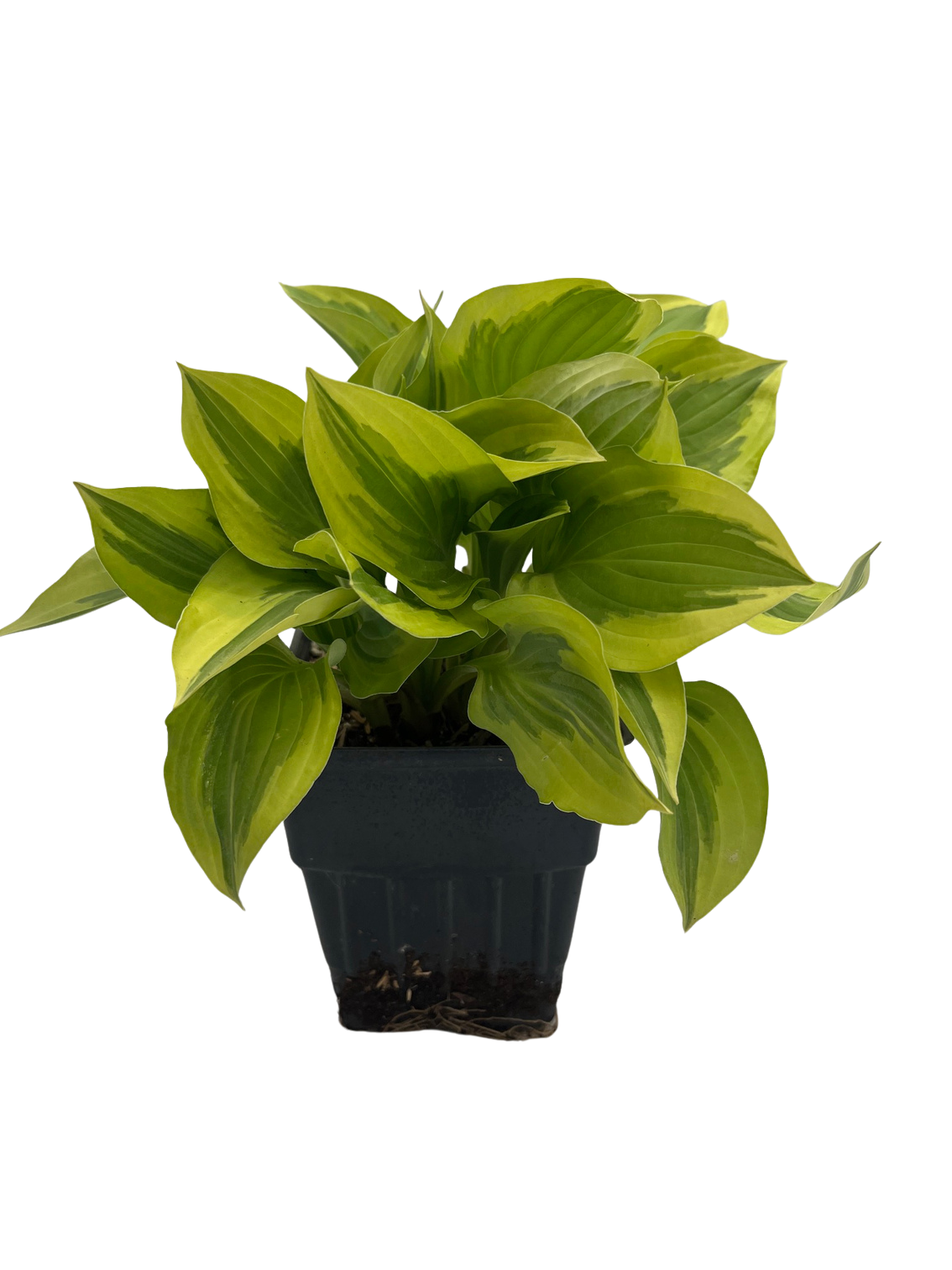 Pilgrim Hosta - Plantain Lily - Perennial - Quart Pot - Hirt's Gardens