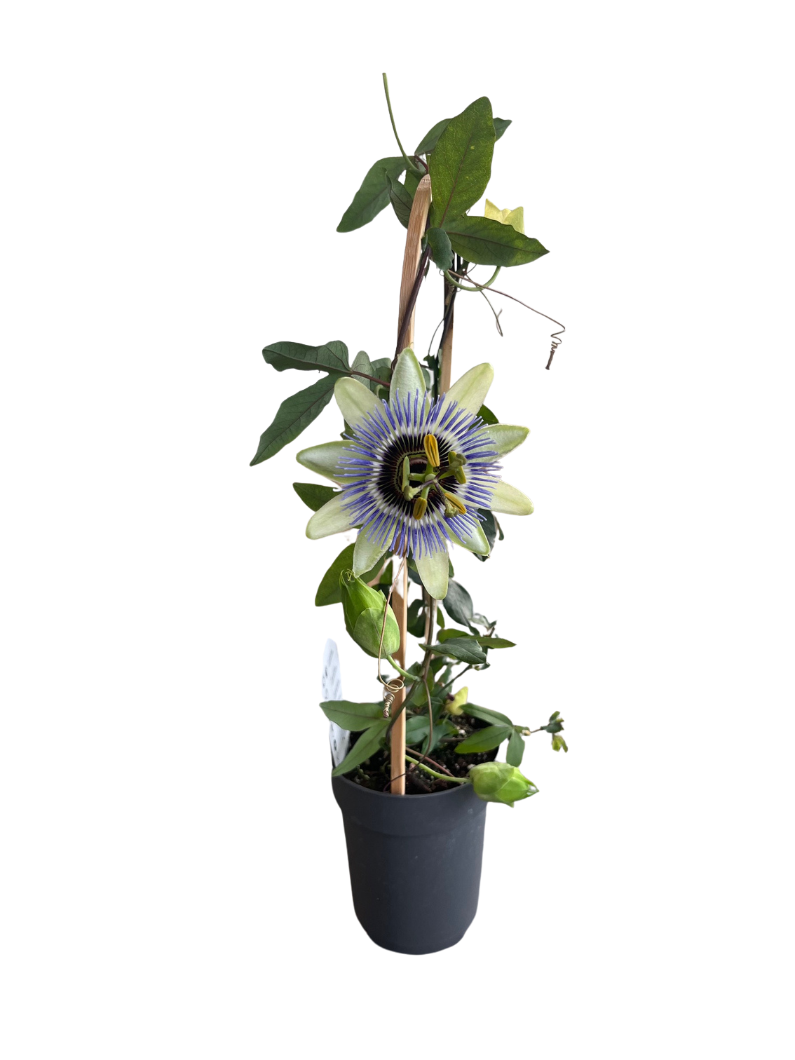 plant stands with pots GREENSTELL Plant Stand with Grow Lights, Half Moon 7 Tiered Metal Plan –  Greenstell main image 0