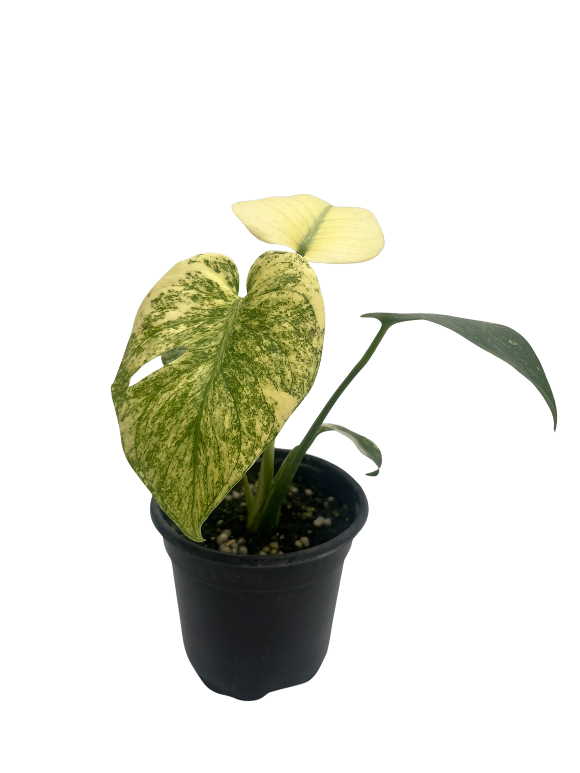 philodendron substrate Philodendron squamiferum – Foliage Factory