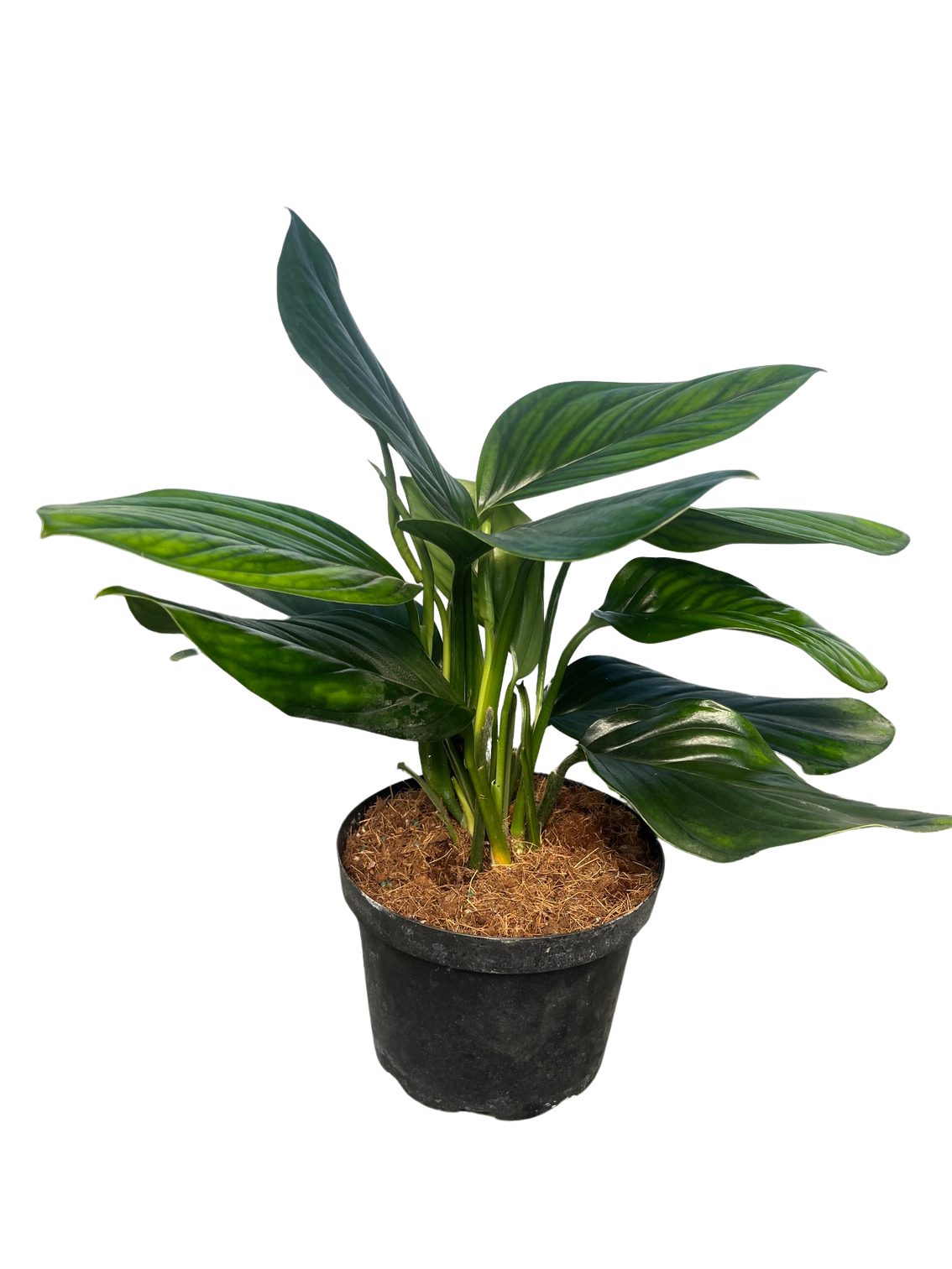 Black Onyx Monstera - Philodendron - 6" Pot - Dark Foliage - Hirt's Gardens