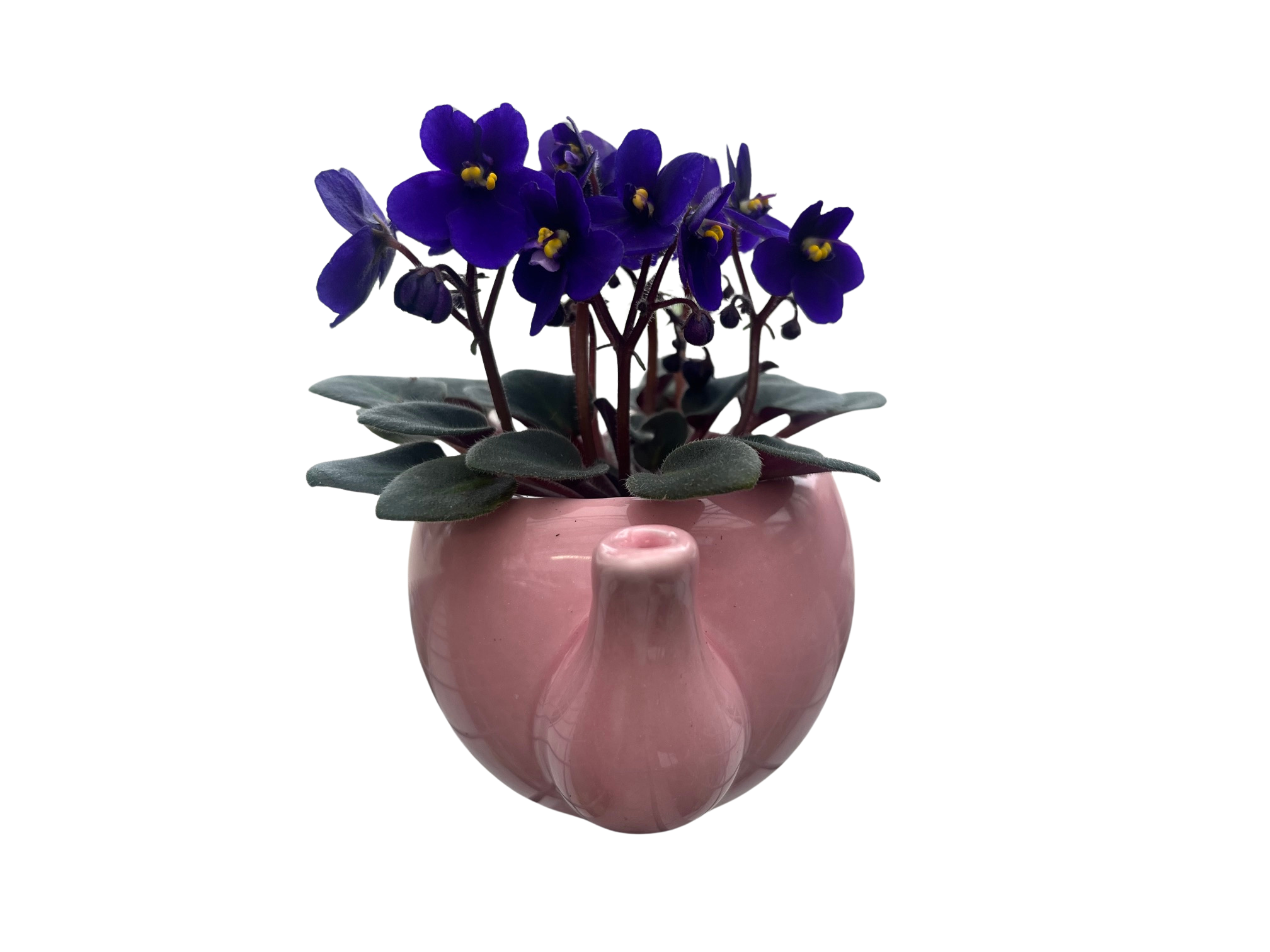 Pink Ceramic Teapot with Surprise Miniature African Violet - 2.5" Pot -  Hirt's Gardens