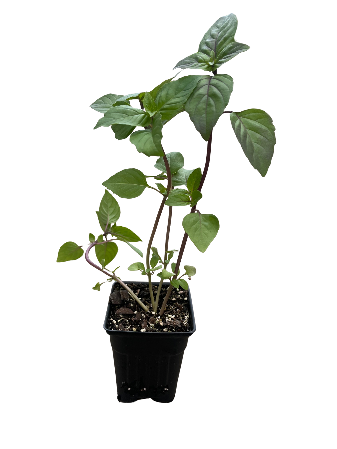 crocodile plant Dieffenbachia Crocodile