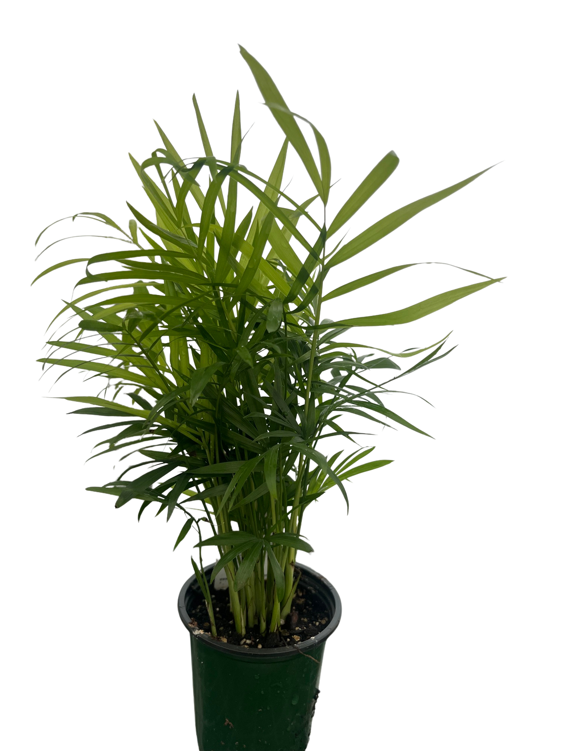 Hirt's Victorian Parlor Palm - 4" Pot - Live Plant - Chamaedorea Neanthe  Bella - Hirt's Gardens