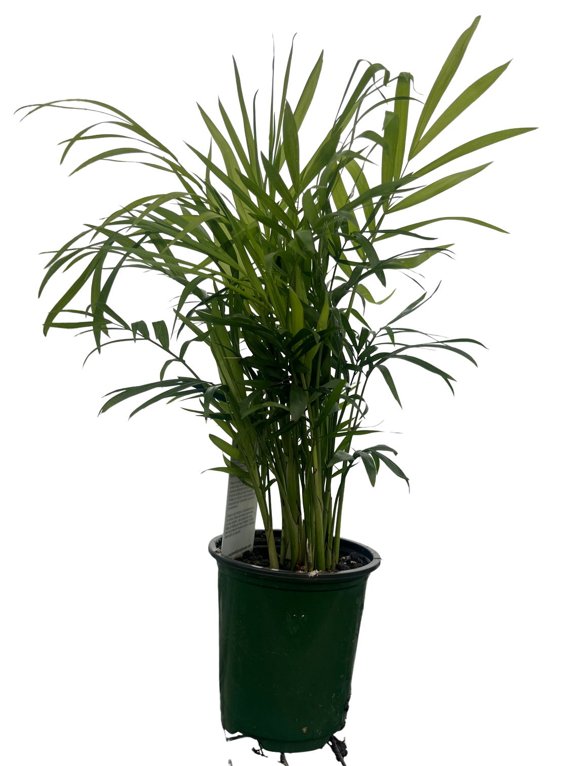 Hirt's Victorian Parlor Palm - 4" Pot - Live Plant - Chamaedorea Neanthe  Bella - Hirt's Gardens