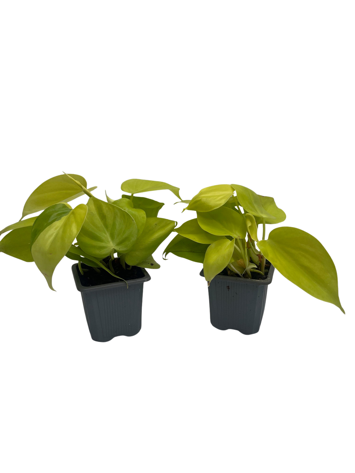 philodendron florida green mature Philodendron Florida Green – The Garden Corner main image 1