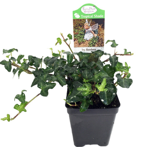 coral plant 6'' Snake Plant Black Coral