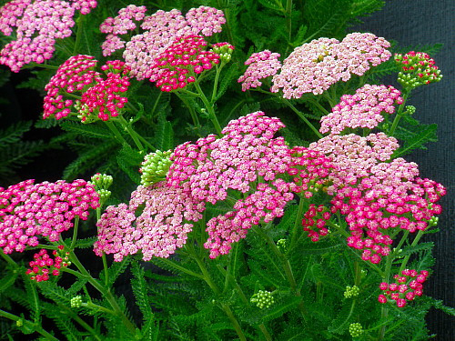 Achillea m. 'Pink Grapefruit' (yarrow)