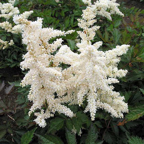 Deutschland False Spirea - Astilbe chinensis - Very Hardy! - Quart Pot