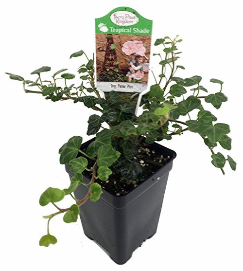 Peter Pan English Ivy - 2.5