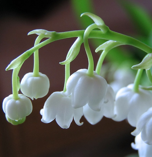 ミ*ト様 Fleurs デザートプレート Lily of the Valley ミ*ト様 Fleurs デザートプレート Lily of the Valley
