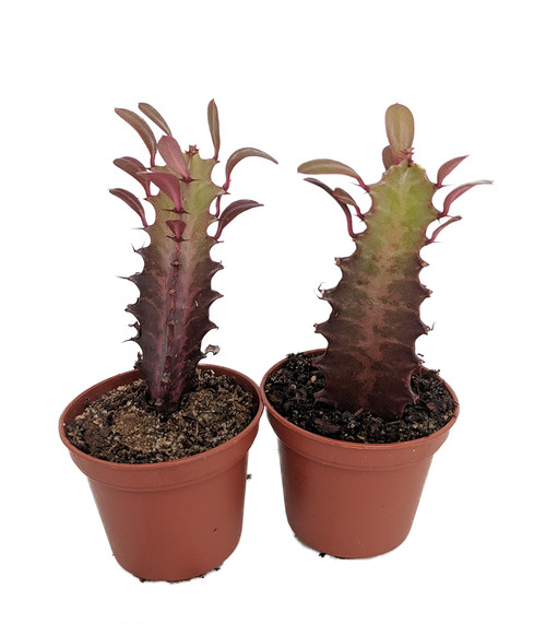 Milk‐tree♡ Royal Red African Milk Tree - Euphorbia trigona - 2 Pack 2