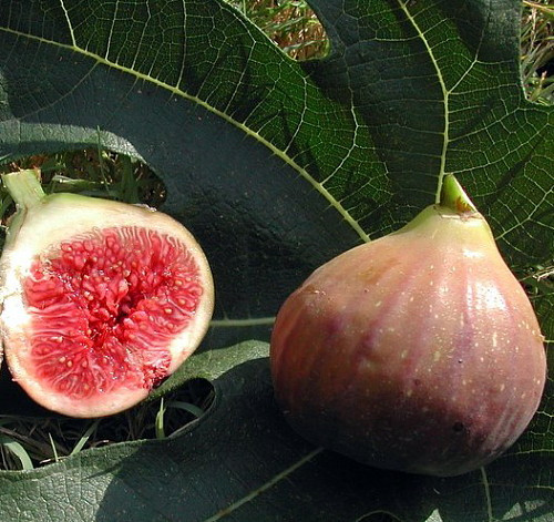 Hirt's Violet De Negronne Edible Fig Plant - Ficus carica - 2.5" Pot - Gardens