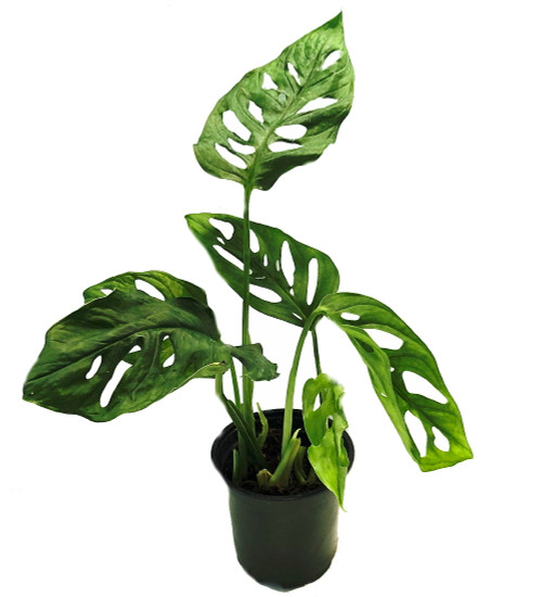 Swiss Cheese Plant - Monstera adansonii - 4" Pot - Hirt's Gardens