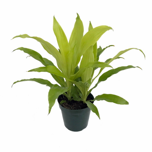 6 Pot Limelight Madagascar Dragon Tree Easy to Grow House Plant Dracaena 6 Pot Limelight Madagascar Dragon Tree Easy to Grow House Plant Dracaena