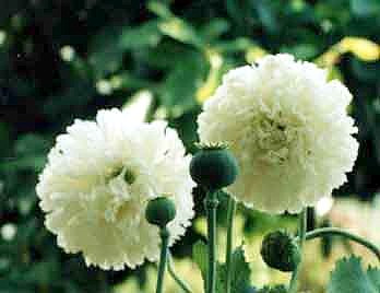 Papaver Somniferum Banner - - Your Source For Rare - Foto 3