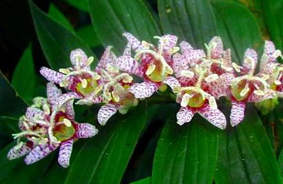 Miyazaki Toad Lily 10 Seeds -Tricyrtis- Shade Perennial - Hirt's