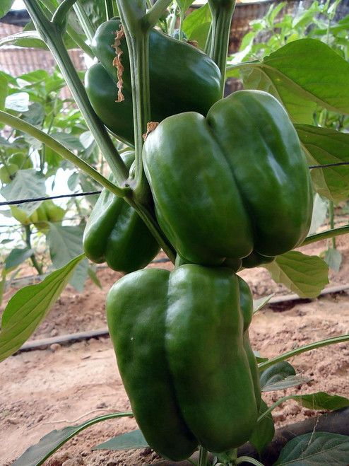 Bell Peppers - Have A Plant