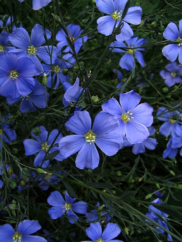 Blue Flax Perennial Seeds 200 Seeds - Linum Perenne - Hirt's Gardens