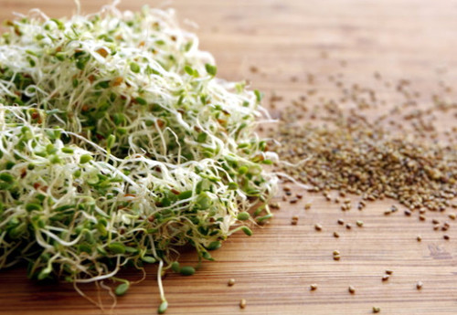 Organic Alfalfa Mix Sprouting Seeds - 4 ounces - Hirt's Gardens