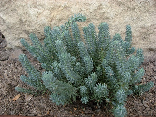 Euphorbia Seeds Blue Haze 25 Seeds Sedum Seeds Perennial Euphorbia Seeds Blue Haze 25 Seeds Sedum Seeds Perennial