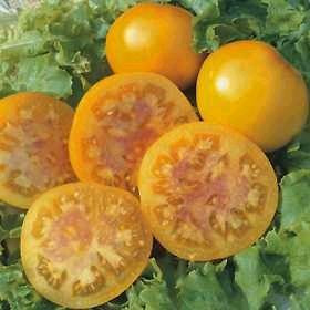 apiiozzer__47072.1592323156.