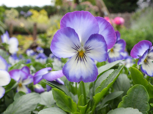 Penny Purple Picotee Viola - 25 Seeds - Hirt's Gardens
