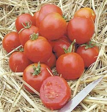 Stupice Czechleslovakian Tomato 15 Seeds - Heirloom - Hirt's Gardens