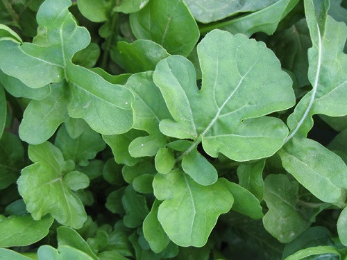 Organic Arugula Roquette Herb Seeds for Sale