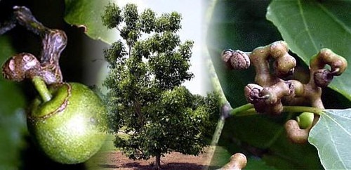 Japanese Raisin Tree 10 Seeds - Hovenia dulcis-Tropical - Hirt's