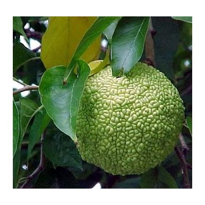 Download 10 Hedge Apple Osage Orange Horse Apple Monkey Ball Maclura Pomifera Tree Seeds Sfb Gardening Patio Lawn Garden Ilsr Org